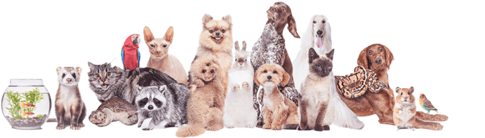 大切なペットちゃんとの最後の時間を心を込めてサポートします