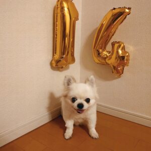 チワワちゃんが虹の橋を渡りました　お別れ体験記　 ～OKB様の場合～