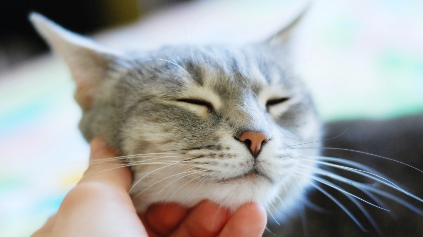 大切な猫が亡くなったとき。気持ちを伝える供養のヒントと仏具の選び方