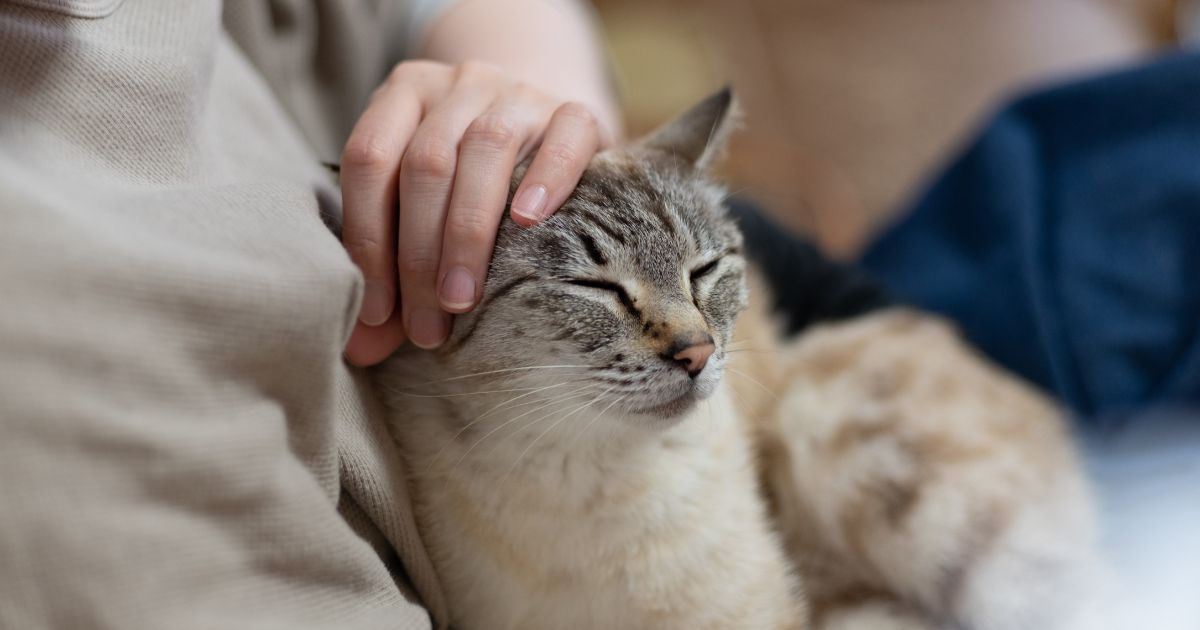 猫の火葬　～愛するペットとの最後の別れ方と費用の詳細～