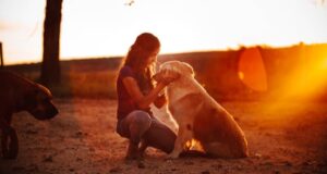 愛犬が亡くなったときに必要な手続き（大阪市編）｜大切なわが子を見送るために