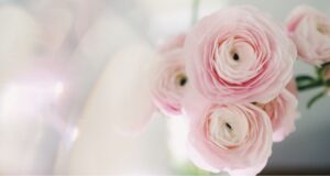 大切なあの子へ贈るお花　ペット供養・お悔やみに選びたい花の意味と選び方