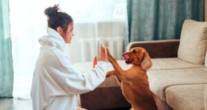 ペットが亡くなったときの手続き｜練馬区で必要なことをやさしくご案内します