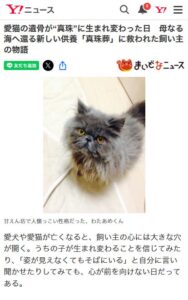 ウェブメディア「まいどなニュース」にて真珠葬®についてのインタビューが掲載されました