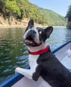 ボストンテリア